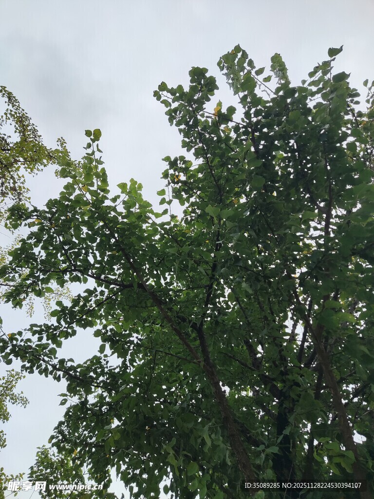 绿叶繁茂的树木