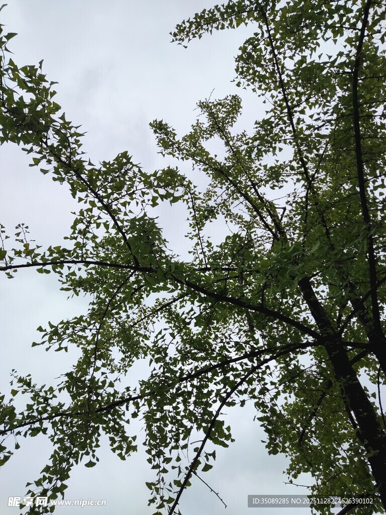 仰视葱郁树木枝叶