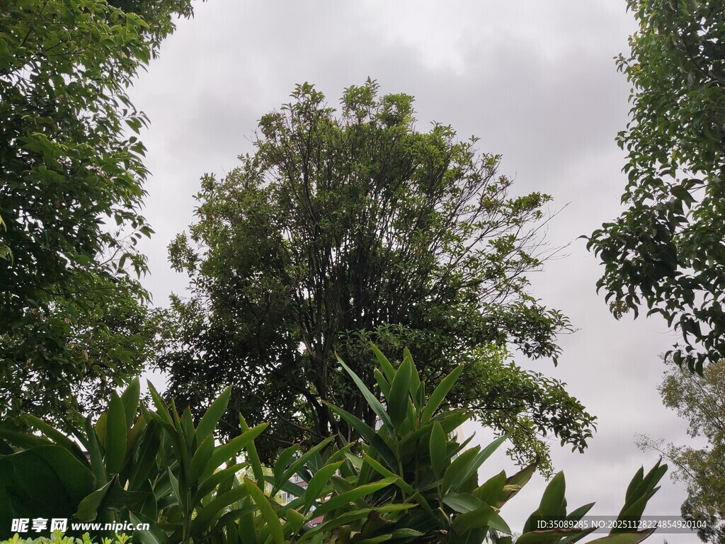 繁茂绿树与阴沉天空