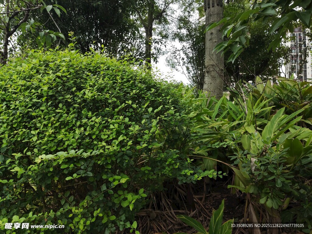 绿意盎然的灌木丛景观