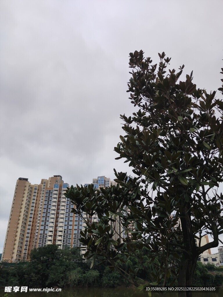 阴天里的高楼与树木