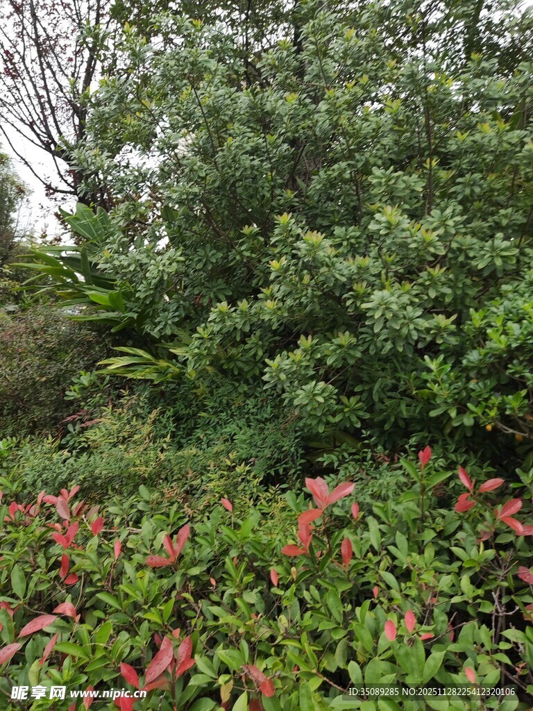 繁茂绿植景观