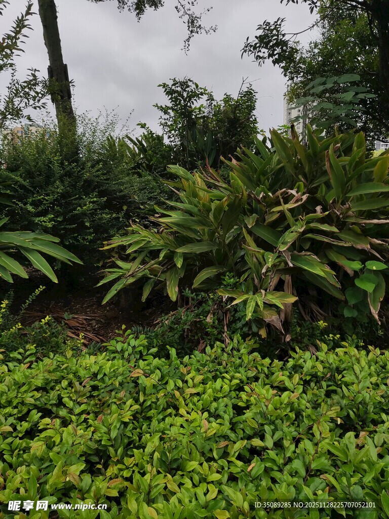 绿意盎然的植物景观