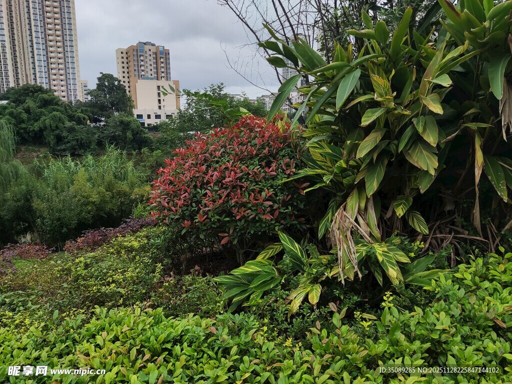 城市中的繁茂绿植景观