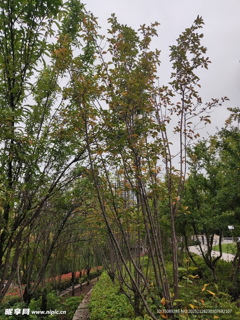 户外葱郁树木景观