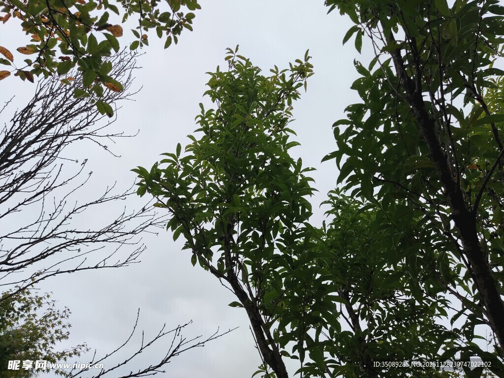 仰视茂密树林中的绿树