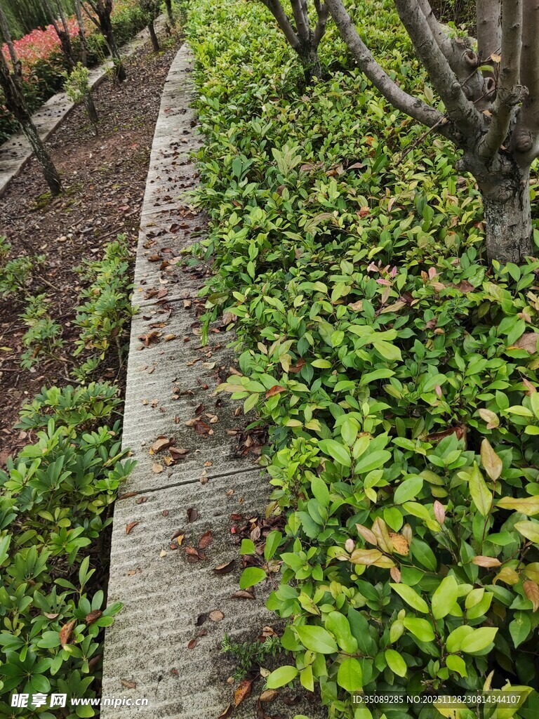 小径旁绿意盎然的灌木丛