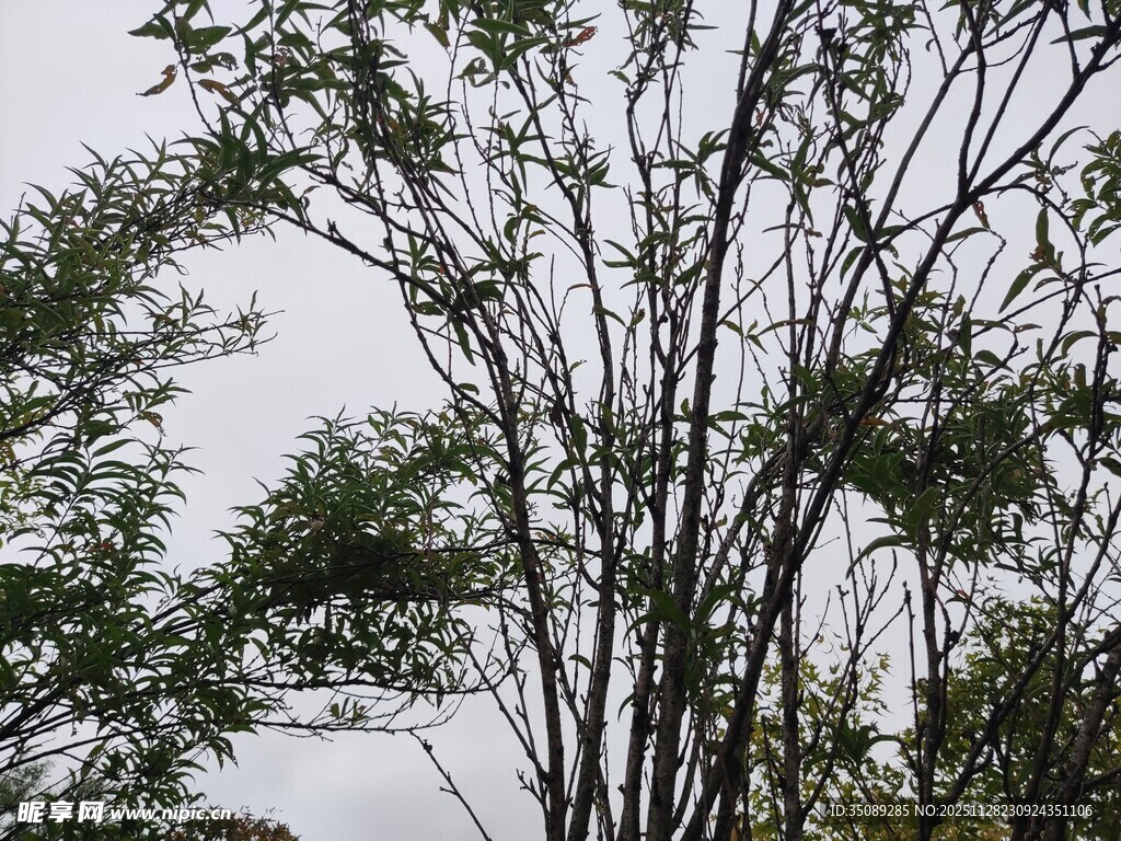 枝叶繁茂的树木景观