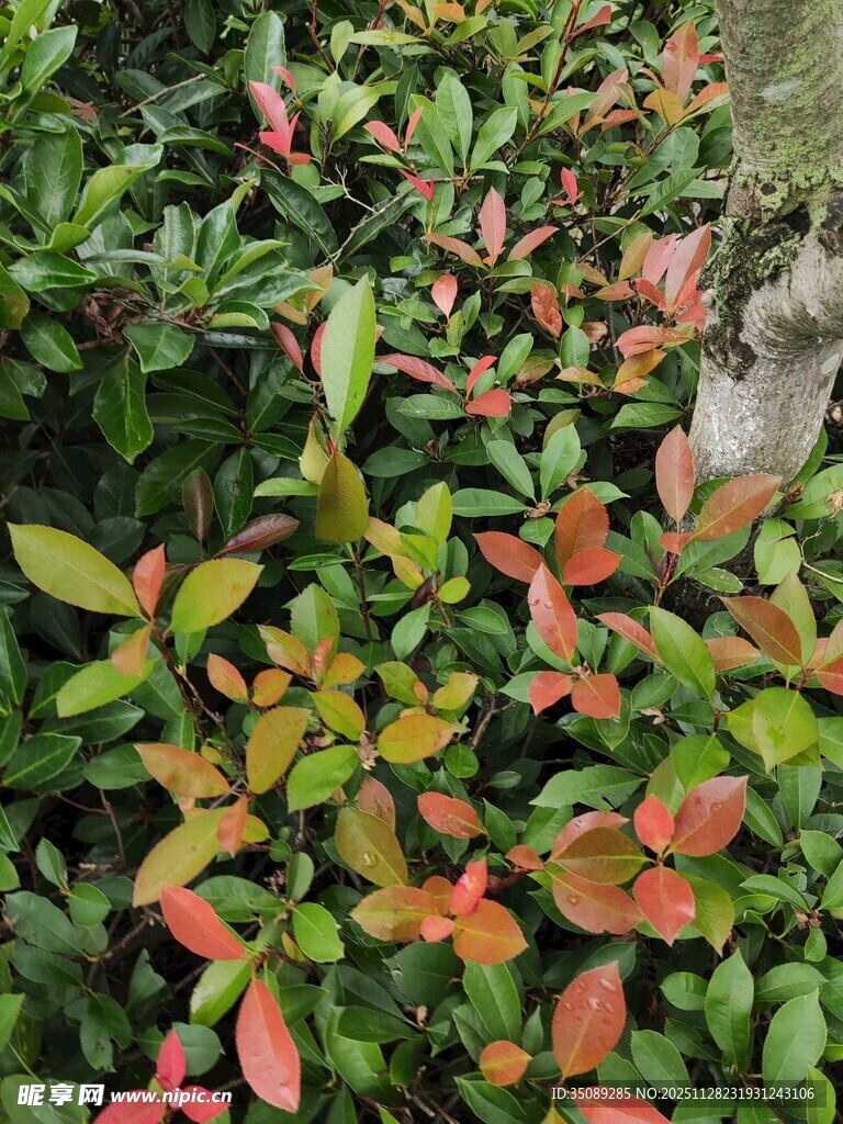 多彩叶片植物景观