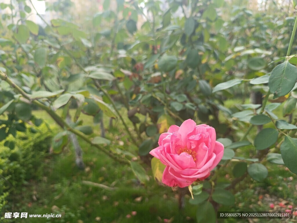 娇艳绽放的粉色月季花