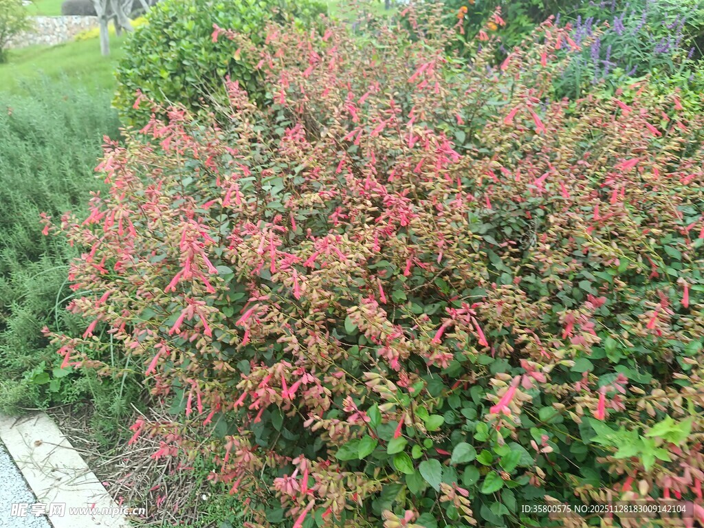 盛开的粉色花丛