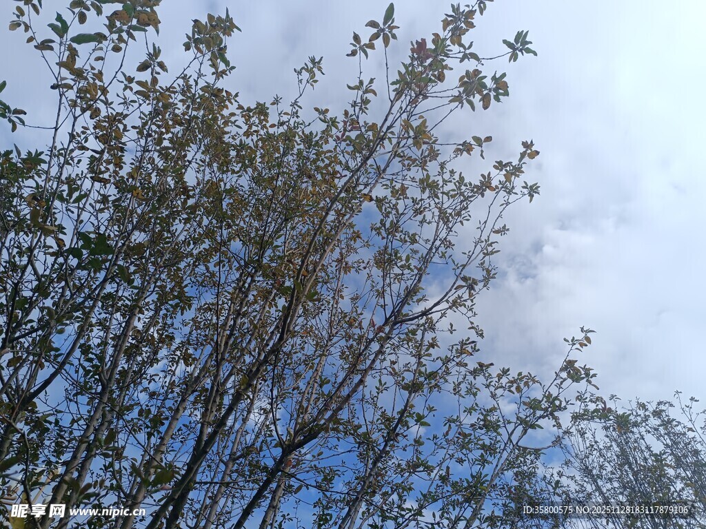 蓝天映衬下的繁茂树枝