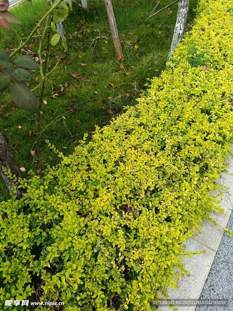 路边翠绿茂盛的黄色灌木丛