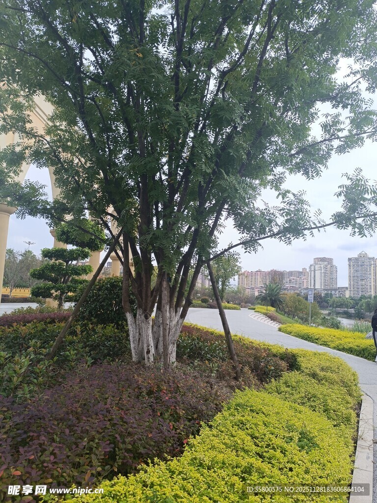 小区内的绿植景观小径