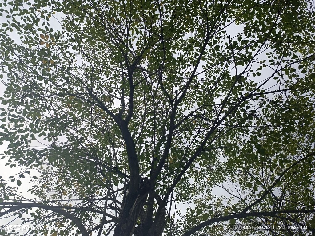 仰视繁茂大树枝叶