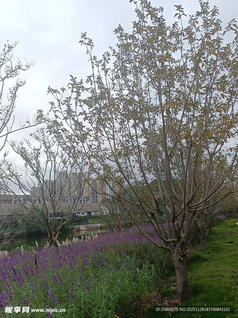 春日繁花与紫色花田美景