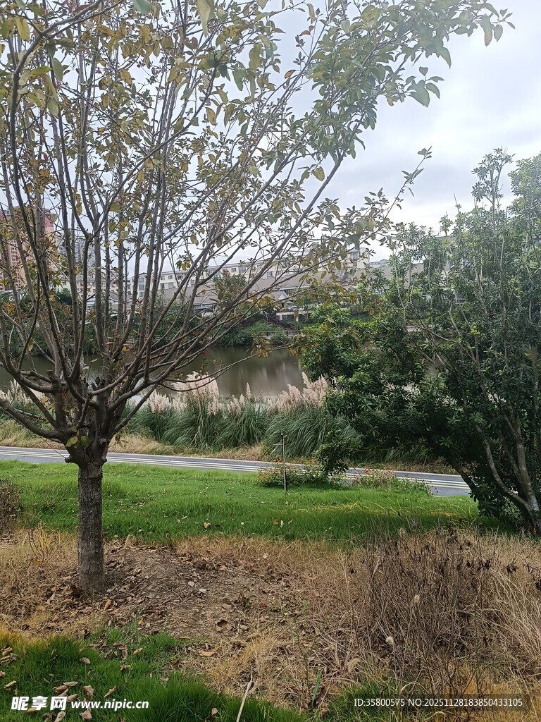 秋日公园的树木景观