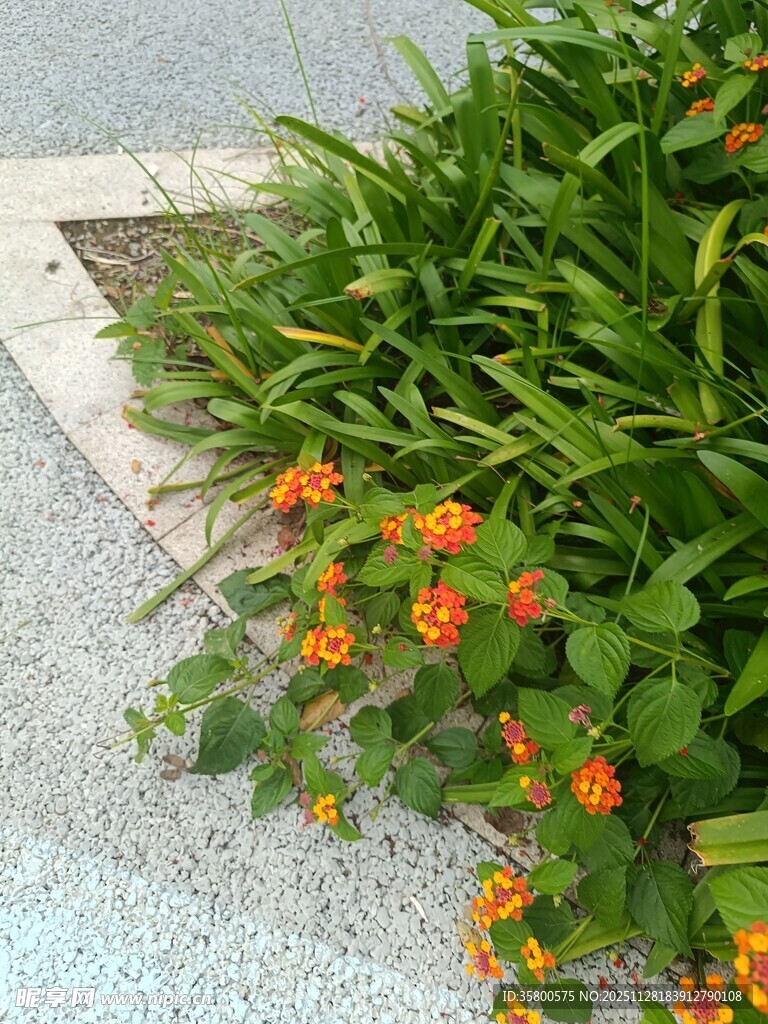 路边绽放的橙色小花