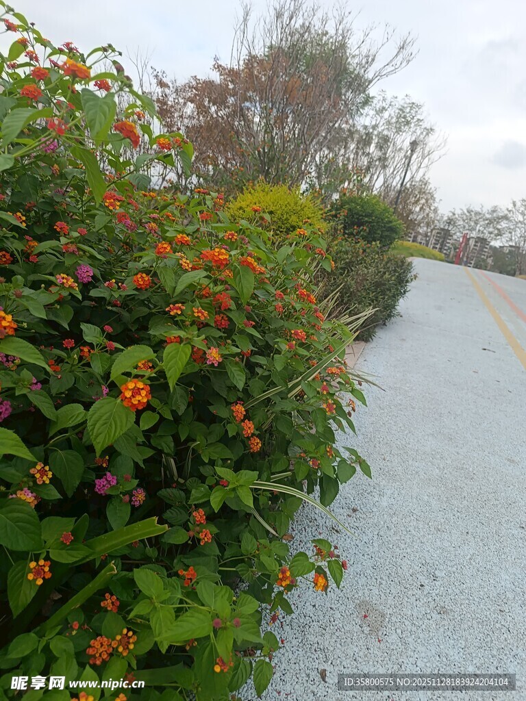 路边绚烂花丛中的小径