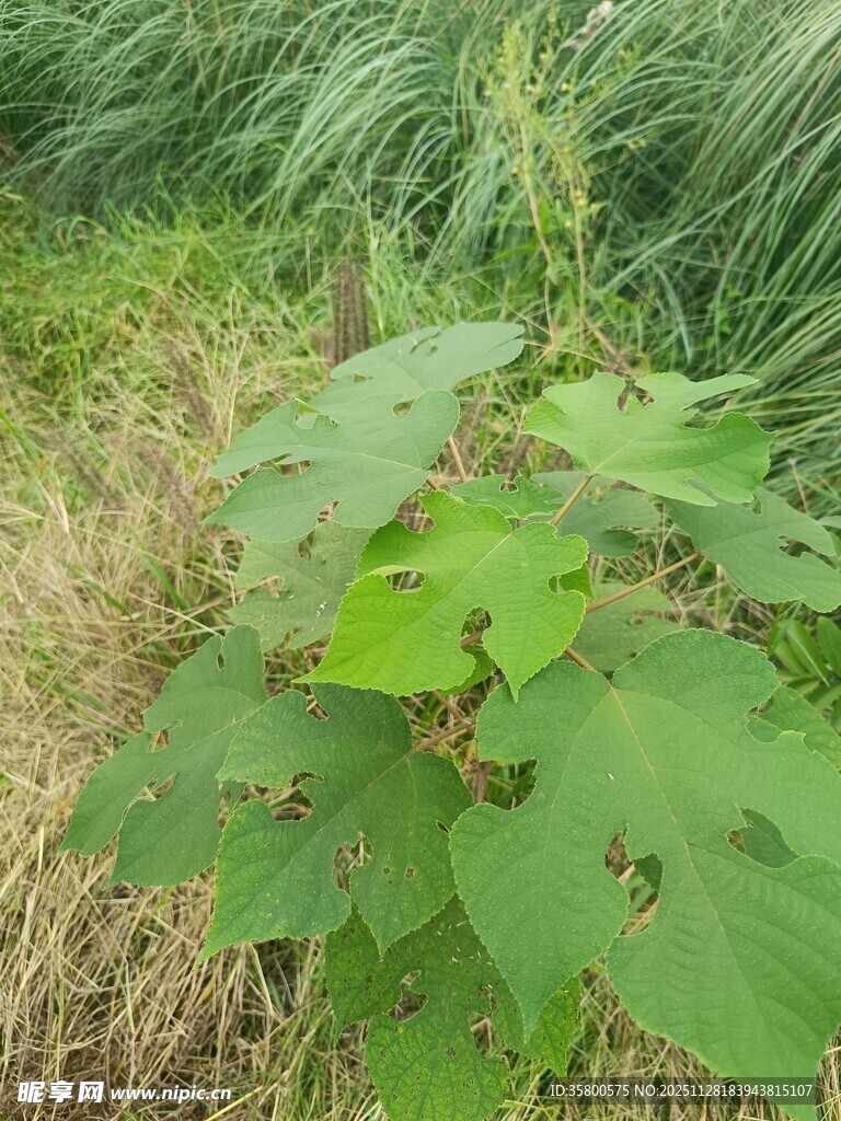 野外生长的绿色植物