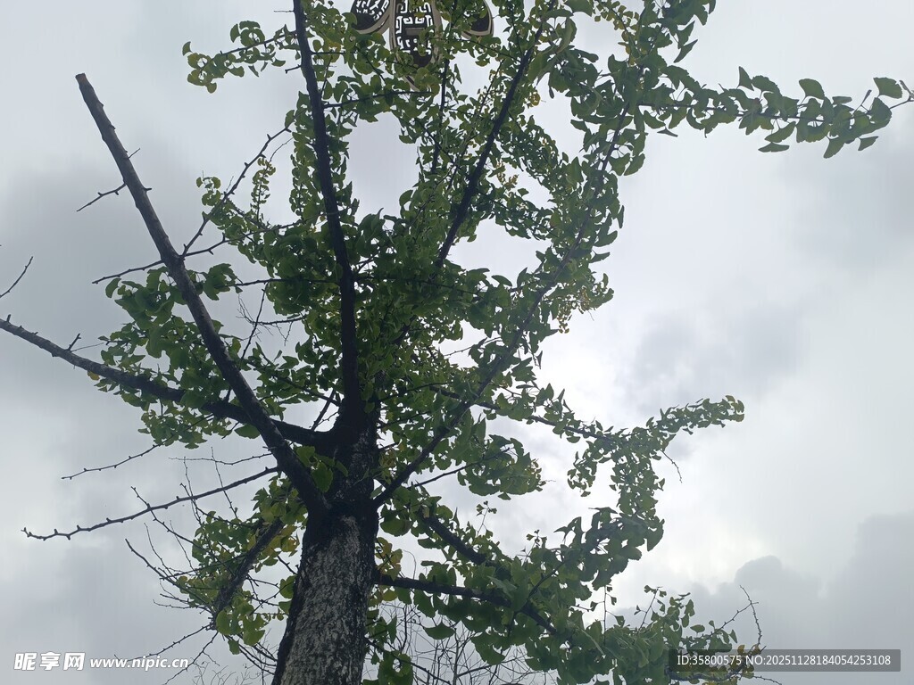 仰观枝叶繁茂的高大树木