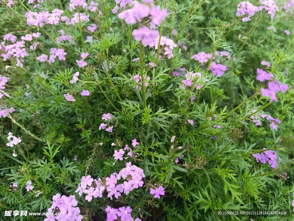 粉色花丛绽放生机