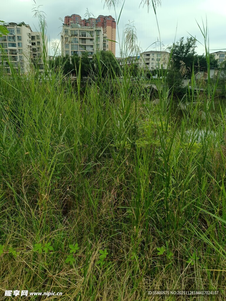 野外茂盛草地与远处楼房