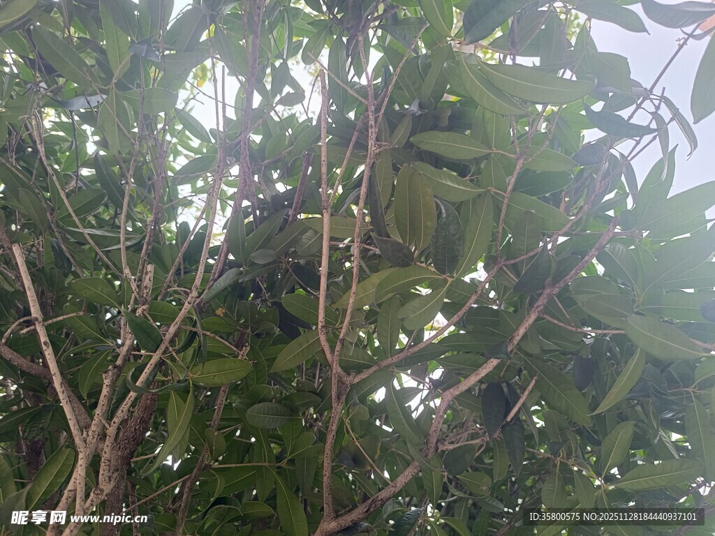 繁茂枝叶间的光影景致