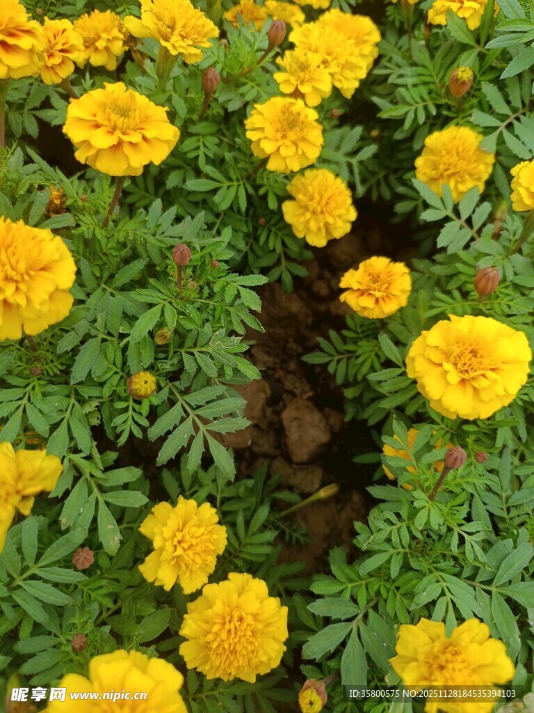 盛开的黄色万寿菊