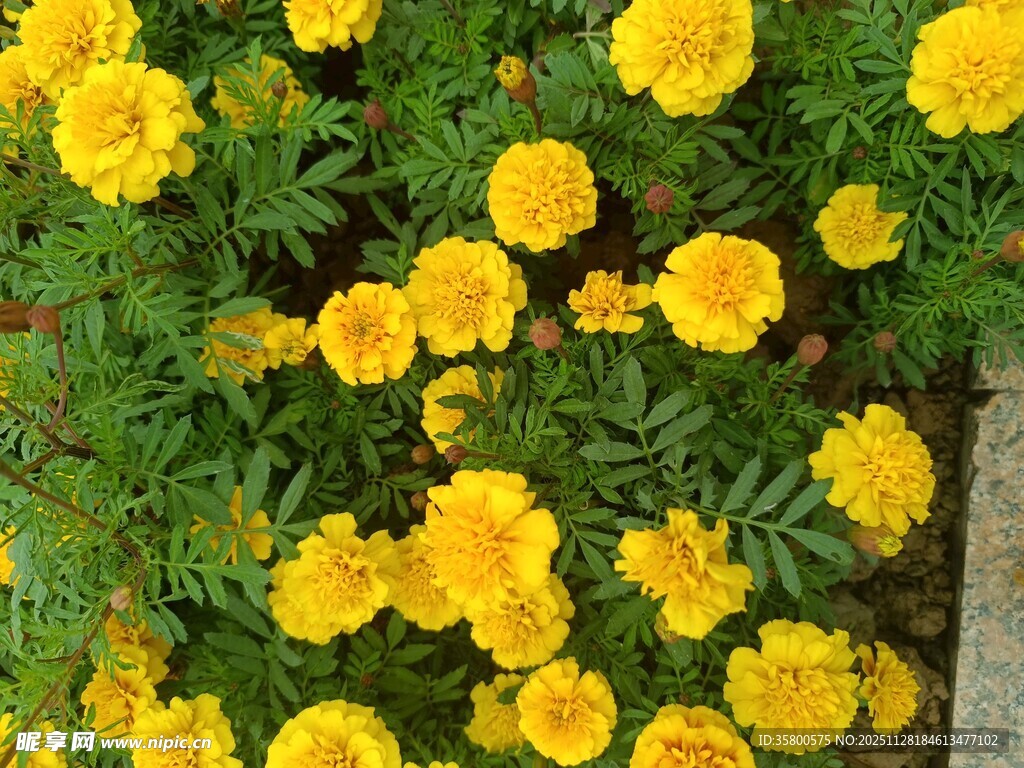 盛开的黄色万寿菊