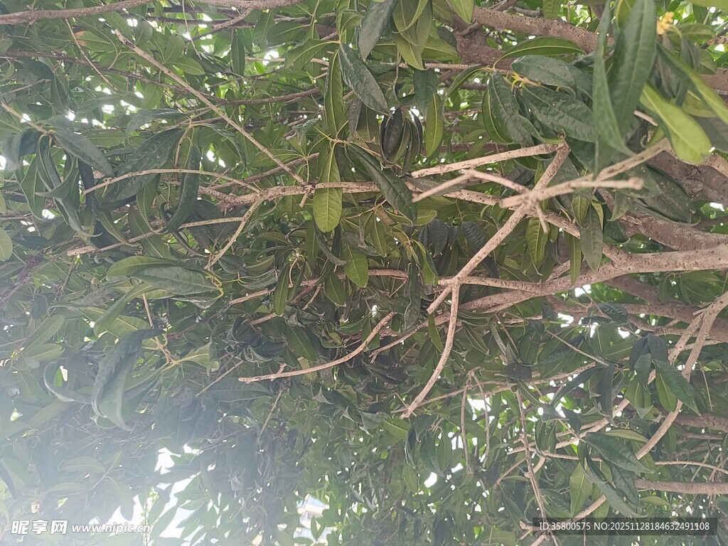 仰视繁茂枝叶