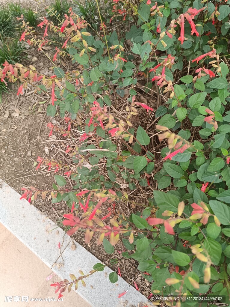 路边的多彩绿植