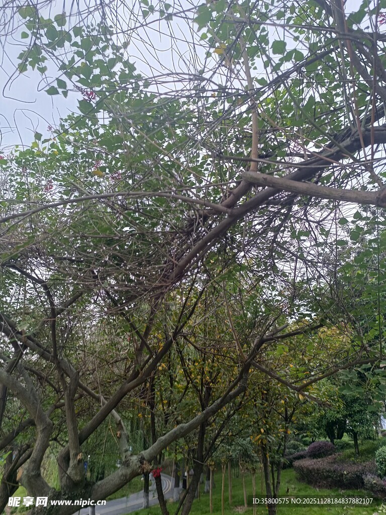 繁茂树枝下的清幽景致