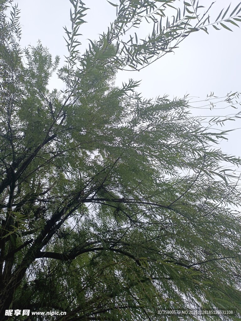 枝叶繁茂的绿树