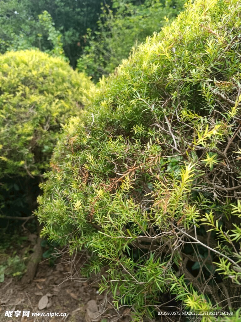 茂密绿植景观