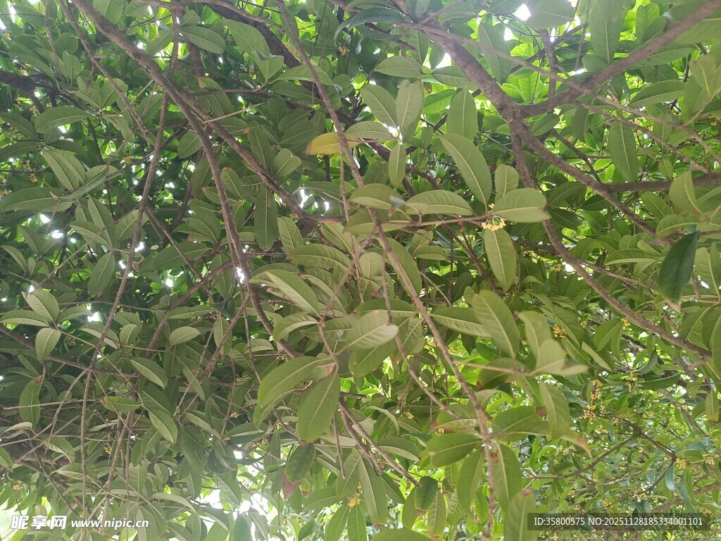 繁茂枝叶下的绿意景象