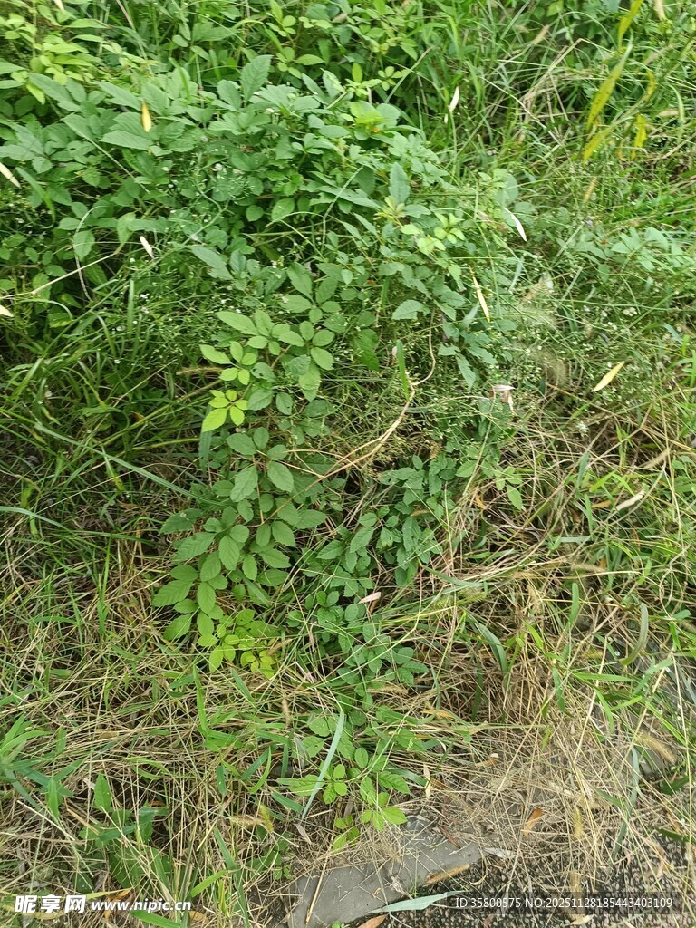 野外繁茂绿植景象