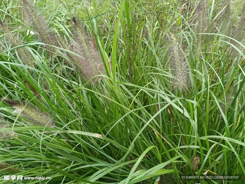 翠绿草丛中的轻柔蒲苇