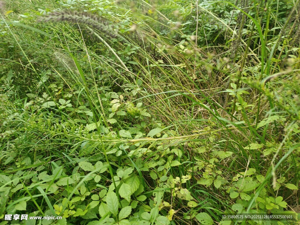 繁茂绿植景观