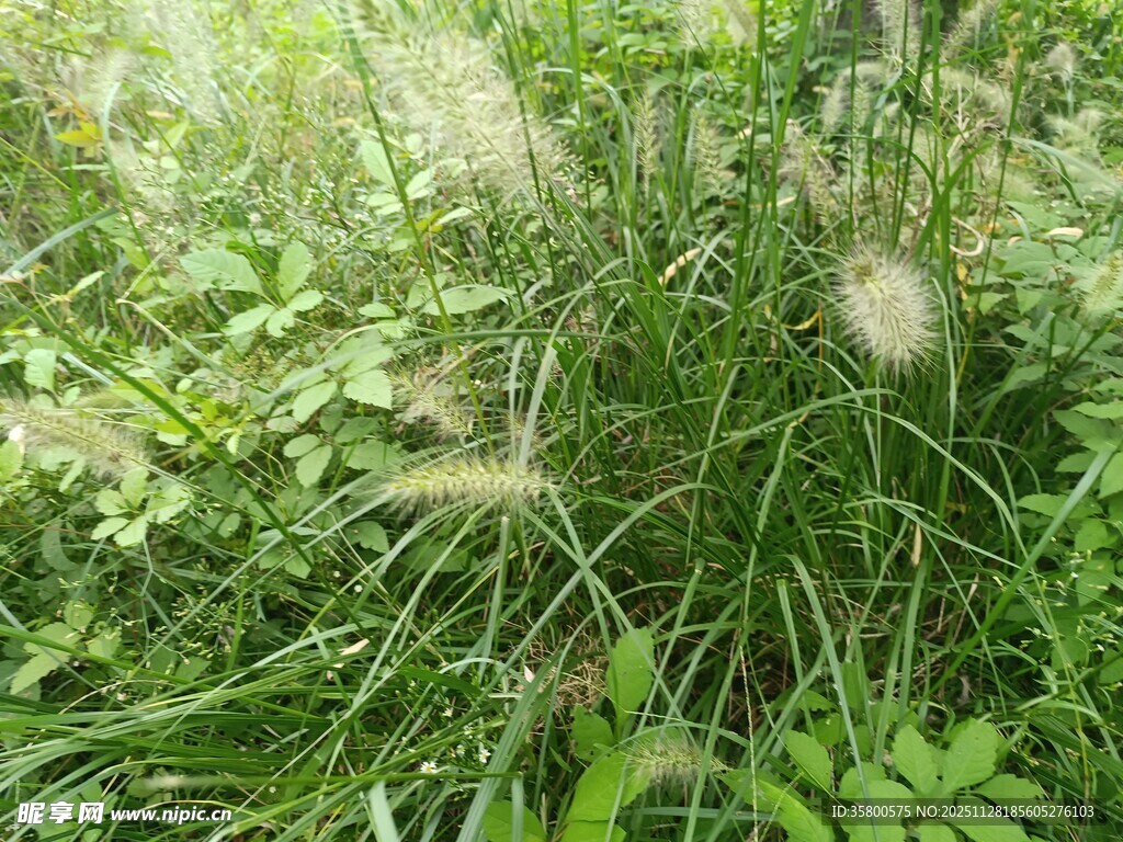 草丛中的轻柔狗尾草