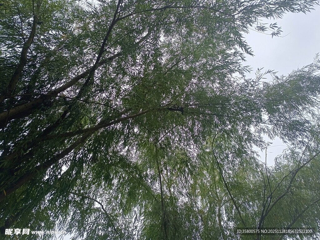 仰视垂柳枝叶繁茂
