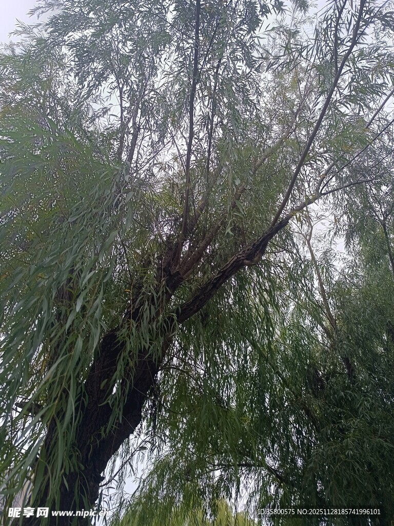 茂密枝叶间的树上景象