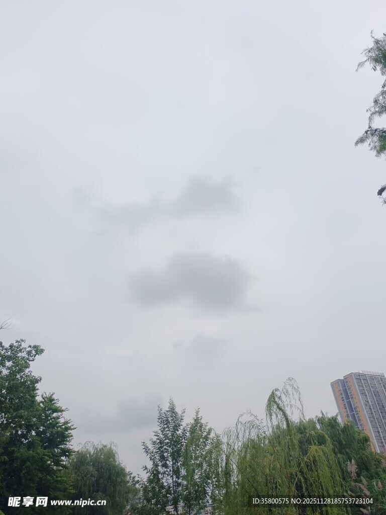 阴天时的城市树木景观