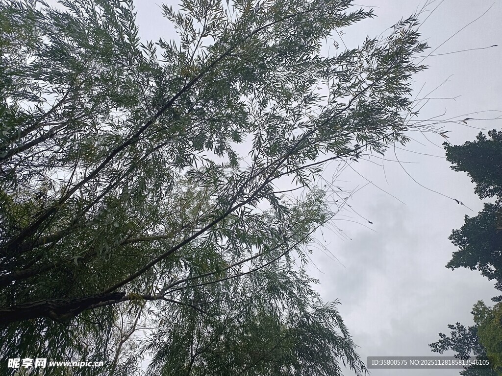 仰视茂密树林树梢