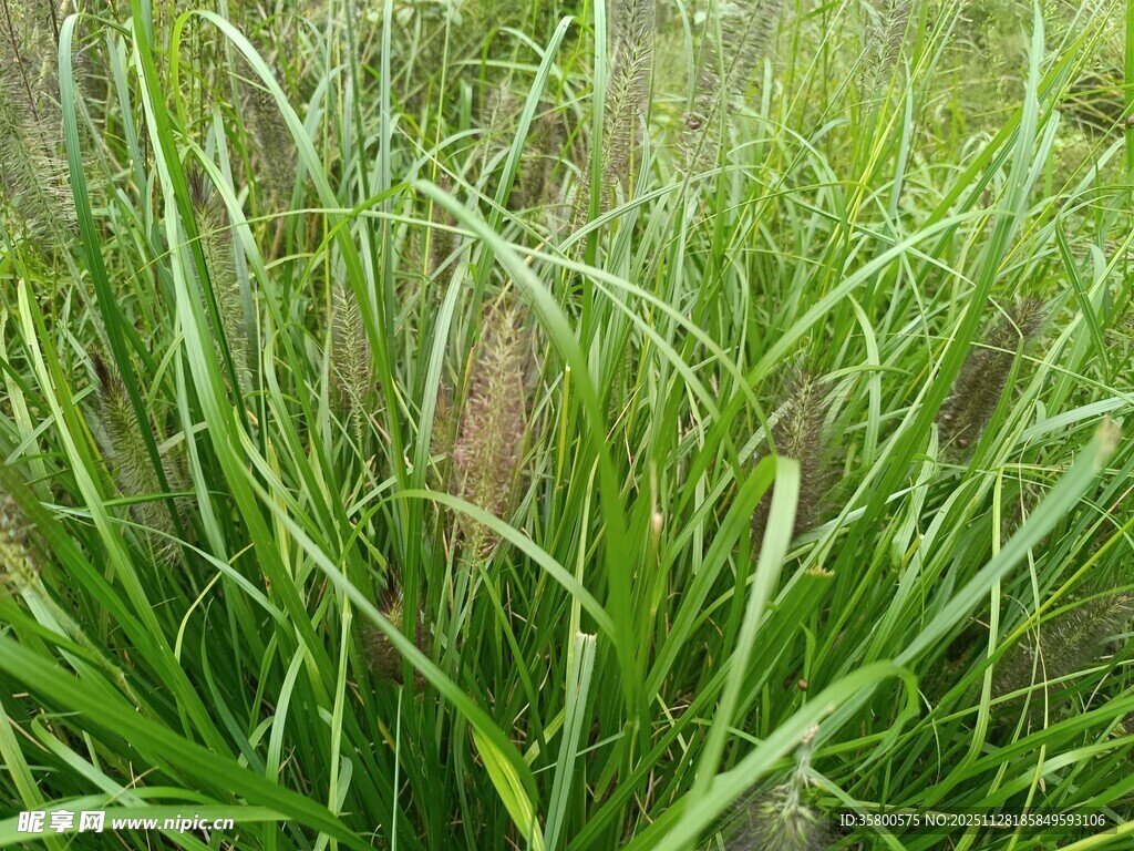 茂盛的绿色蒲草植物