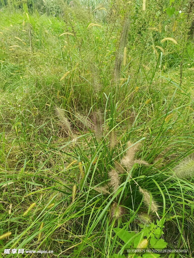 野外丛生的绿色芒草