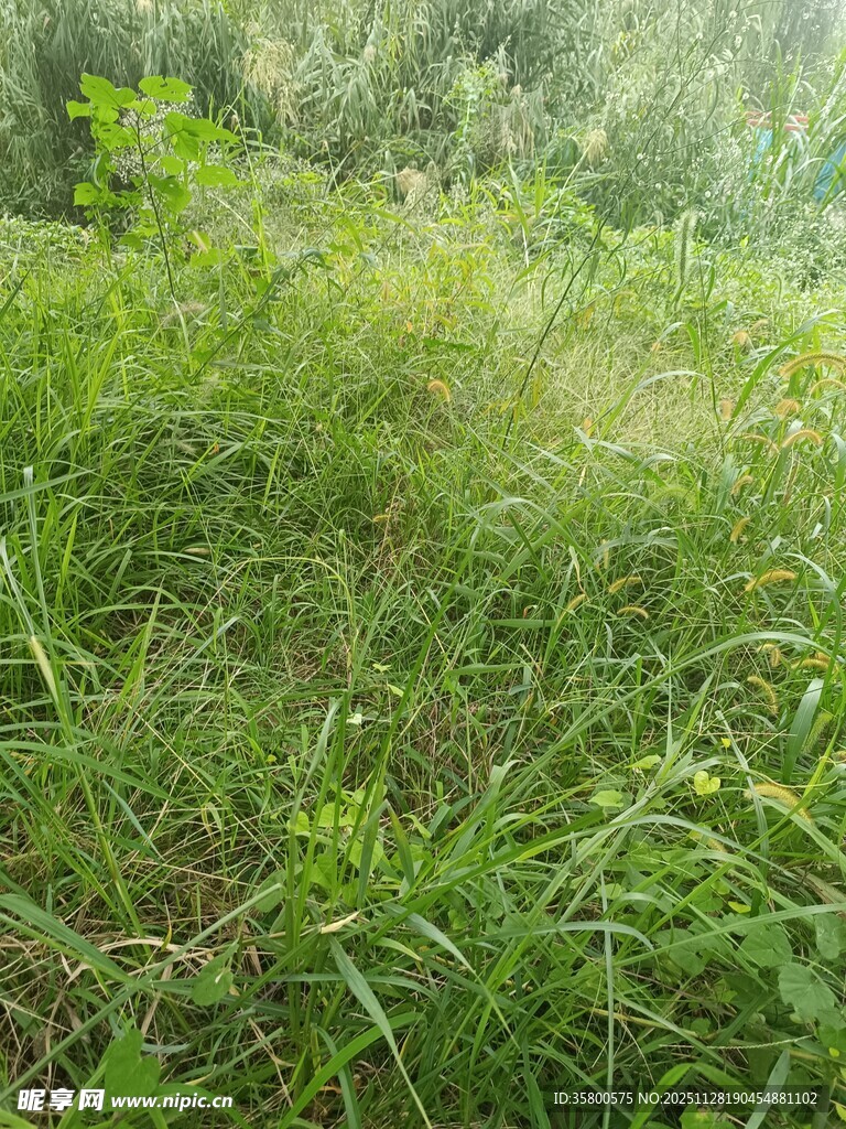 绿意盎然的草地景观