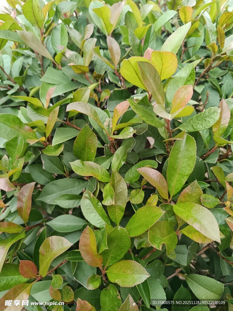 绿叶繁茂的植物景观