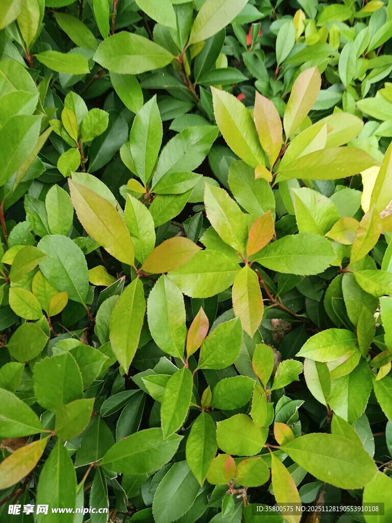 翠绿繁茂的植物叶片