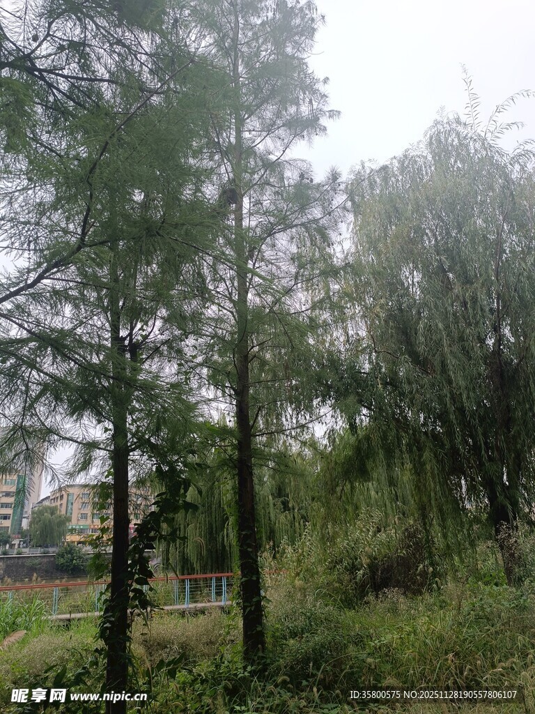 林间葱郁树木景观